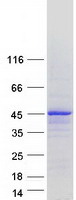 Coomassie blue staining of purified MTFR1 protein