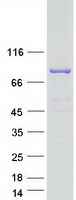 protq15437 sec23b human recombinant protein