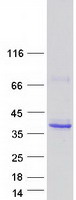Coomassie blue staining of purified FCN2 protein
