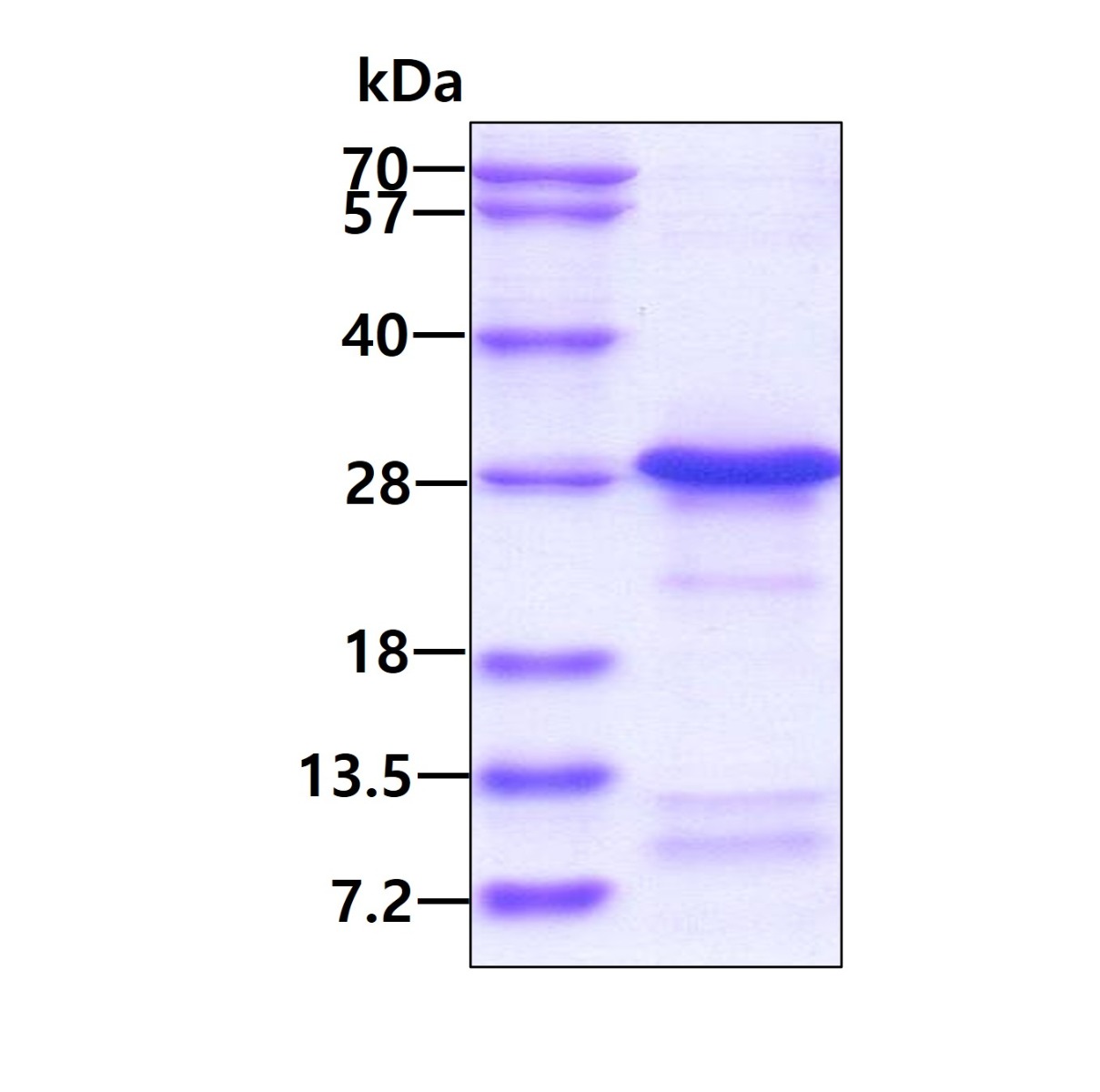 3ug by SDS-PAGE under reducing condition and visualized by coomassie blue stain