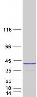 protq15527 surf2 human recombinant protein
