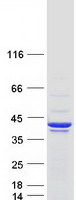 protq15555 eb2 mapre2 human recombinant protein