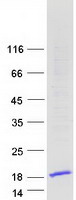 Coomassie blue staining of purified HMGN3 protein