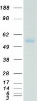 Coomassie blue staining of purified SMAD2 protein