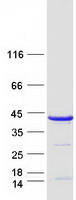 protq15814 tbcc human recombinant protein