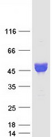 Coomassie blue staining of purified NPTX1 protein