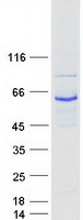 protq15835 grk1 human recombinant protein