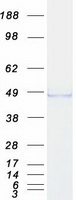 protq16186 adrm1 human recombinant protein