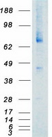 Coomassie blue staining of purified NTRK3 protein