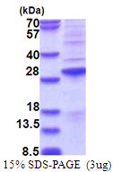 3ug by SDS-PAGE under reducing condition and visualized by coomassie blue stain