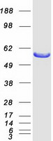 protq16401 psmd5 human recombinant protein