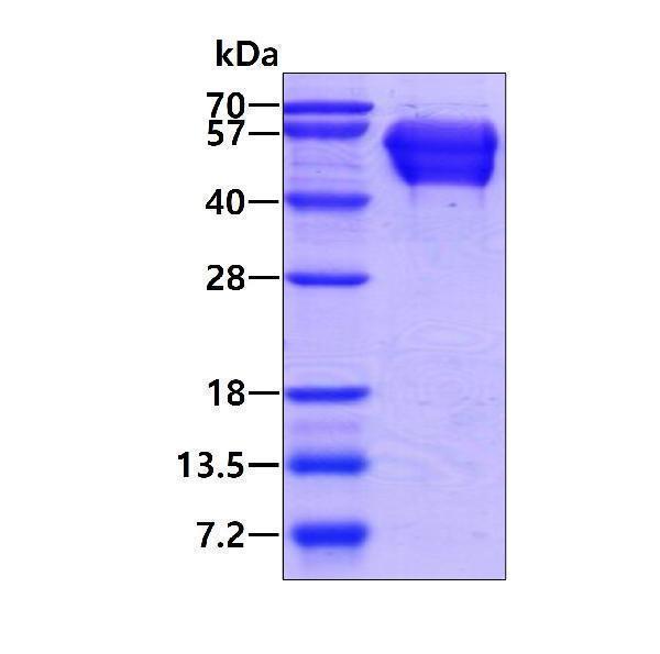 3ug by SDS-PAGE under reducing condition and visualized by coomassie blue stain