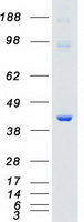 protq16539 p38 mapk14 human recombinant protein