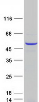 protq16576 rbap46 rbbp7 human recombinant protein
