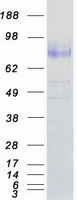 Coomassie blue staining of purified NTRK2 protein