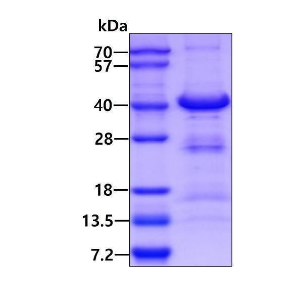 3ug by SDS-PAGE under reducing condition and visualized by coomassie blue stain