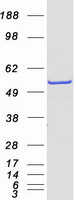 protq16647 ptgis human recombinant protein