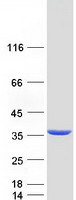 protq16698 decr1 human recombinant protein