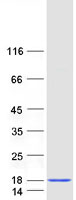 Coomassie blue staining of purified NDUFA5 protein