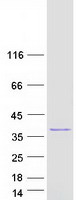 protq16762 tst human recombinant protein