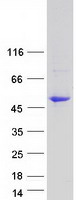 Coomassie blue staining of purified PTPRO protein