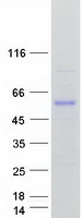 Coomassie blue staining of purified CYP51A1 protein