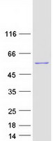 protq16851 ugp2 human recombinant protein