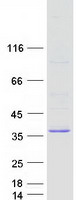 protq17r31 tatdn3 human recombinant protein