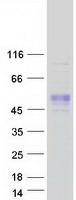 Coomassie blue staining of purified FAM187B protein