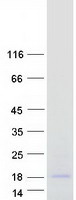 protq17rf5 odaph human recombinant protein