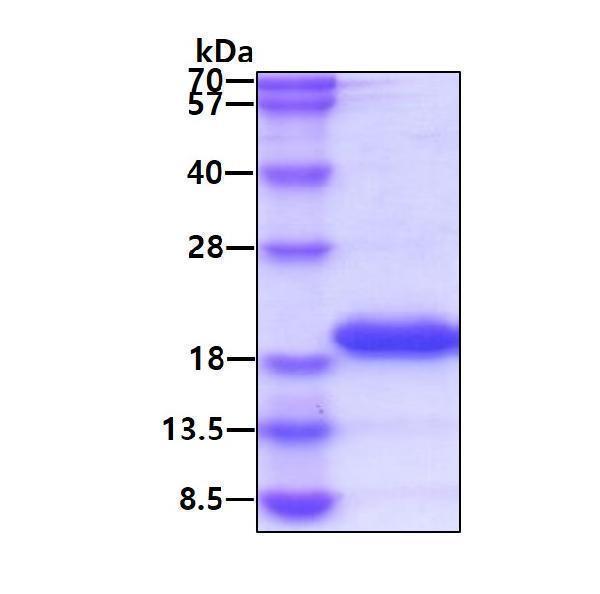 3ug by SDS-PAGE under reducing condition and visualized by coomassie blue stain