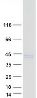 Coomassie blue staining of purified CLEC12B protein