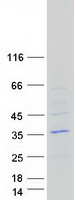 protq2m2e3 odf4 human recombinant protein