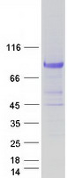 Coomassie blue staining of purified MPEG1 protein