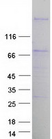 protq2m3c7 sphkap human recombinant protein
