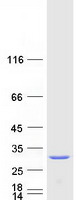 protq2taa2 iah1 human recombinant protein