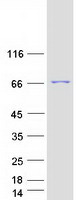 protq2taa8 tsnaxip1 human recombinant protein