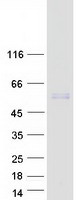 protq2tay7 smu1 human recombinant protein