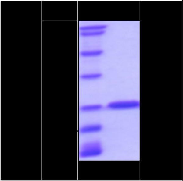 3ug by SDS-PAGE under reducing condition and visualized by coomassie blue stain