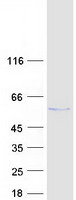 protq2vpk5 ctu2 human recombinant protein