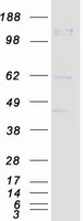 protq2vwp7 prtg human recombinant protein