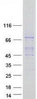 Coomassie blue staining of purified GAB4 protein
