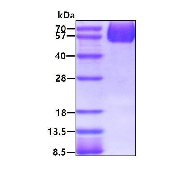 protq32mv9 sds page