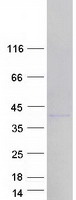 Coomassie blue staining of purified HNRNPA1L2 protein