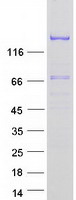 Coomassie blue staining of purified EDRF1 protein