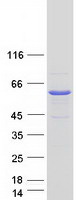 protq3kqv9 uap1l1 human recombinant protein