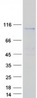 protq3kr16 myogef plekhg6 human recombinant protein