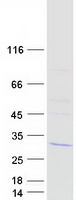 protq3mhd2 lsm12 human recombinant protein