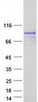Coomassie blue staining of purified RGL3 protein