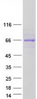 protq3mit2 pus10 human recombinant protein